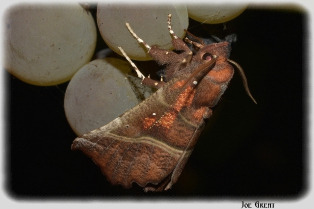 Scoliopteryx libatrix - vörös csipkésbagoly
