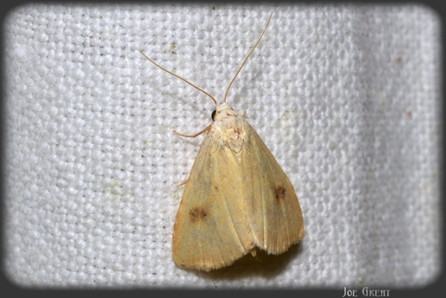 Rivula sericealis - selymes lórombagoly