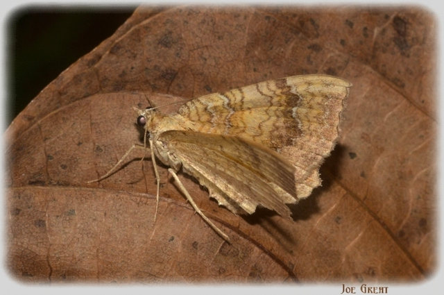 Camptogramma bilineata - kétvonalas sávosaraszoló