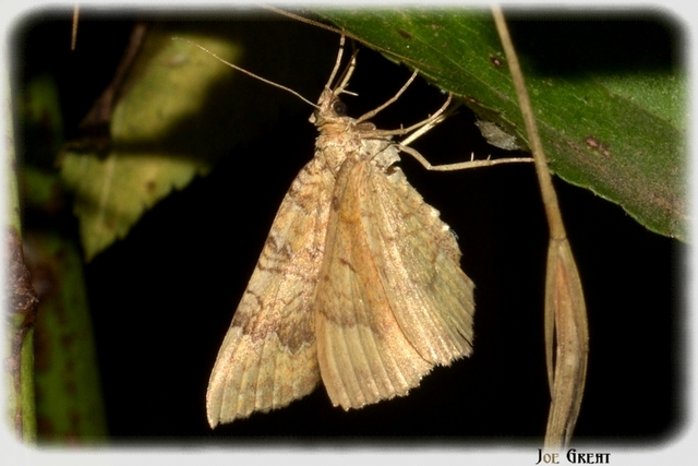 Camptogramma bilineata - kétvonalas sávosaraszoló