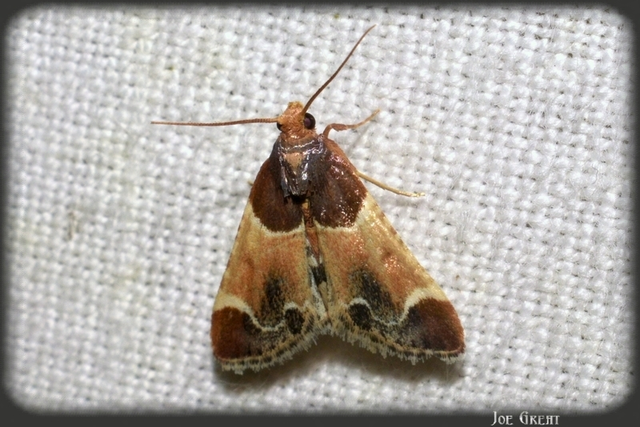 Pyralis farinalis - lisztilonca