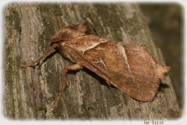 Triodia sylvina - kis gyökérrágólepke