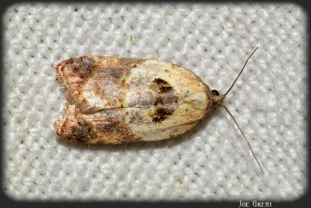 Acleris variegana - tarka levélmoly