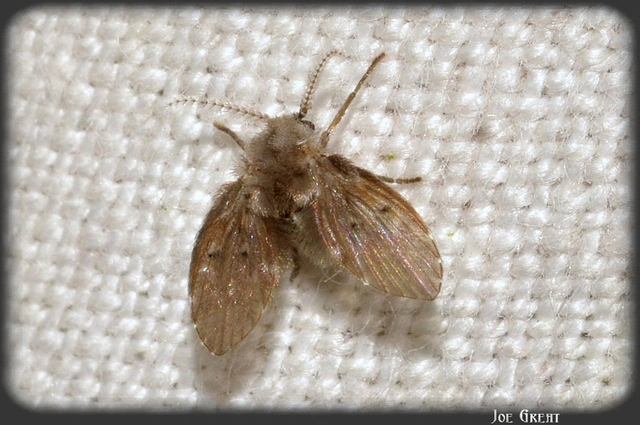 Clogmia albipunctata