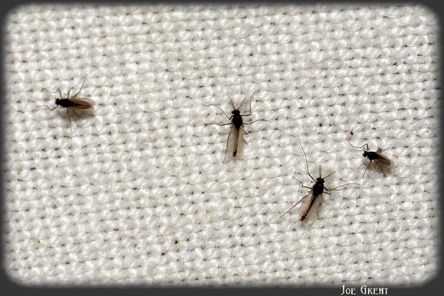 Diptera - Kétszárnyúak