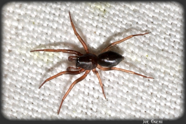 Cetonana laticeps