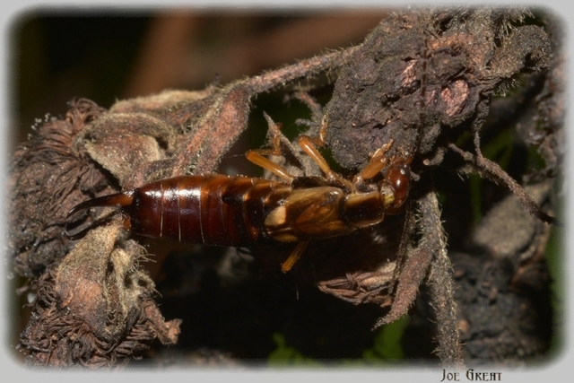 Forficula auricularia - közönséges fülbemászó