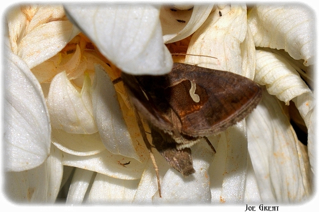 Macdunnoughia confusa - cseppfoltos ezüstbagoly