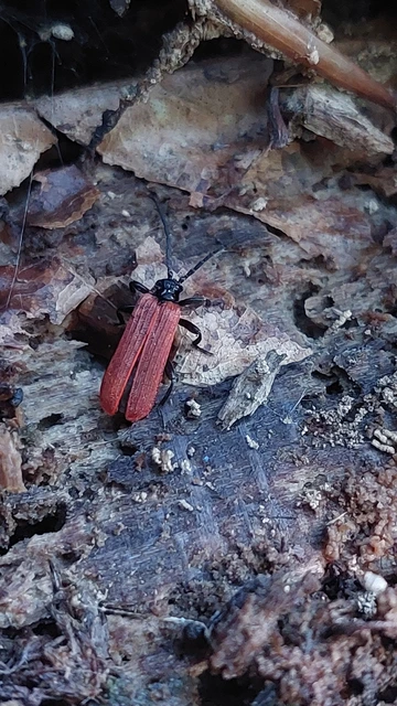 Lycidae - hajnalbogárfélék