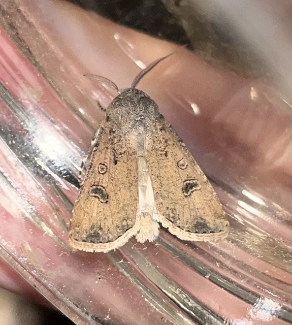Agrotis segetum - vetési földibagoly