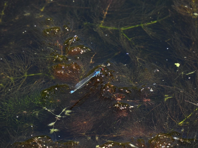 Erythromma viridulum - kis pirosszemű-légivadász