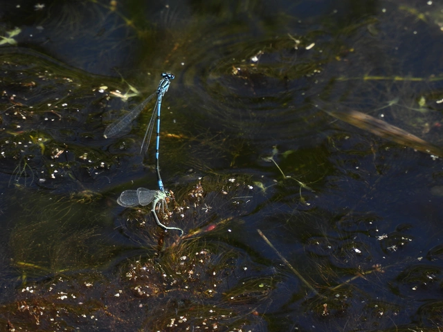 Coenagrion puella - azúrkék légivadász