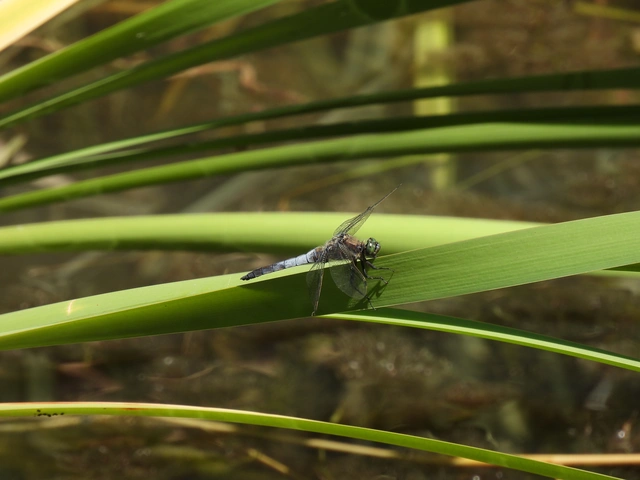 Orthetrum cancellatum - feketefarkú pásztorszitakötő