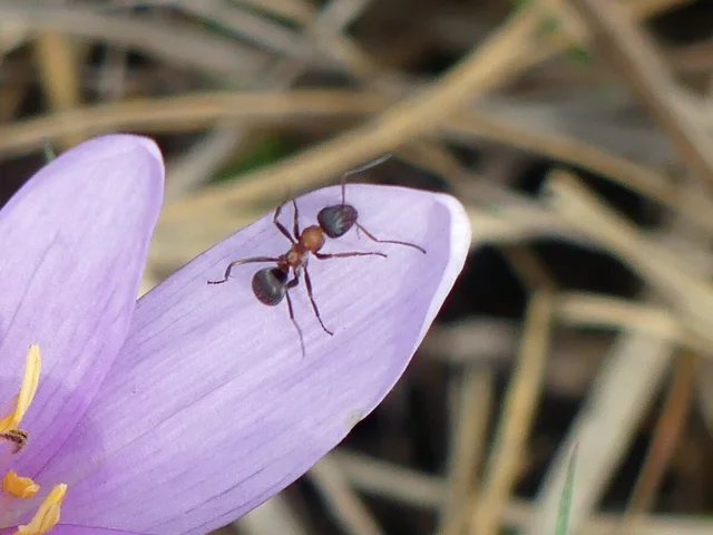 Formica rufibarbis - vörös rabszolgahangya