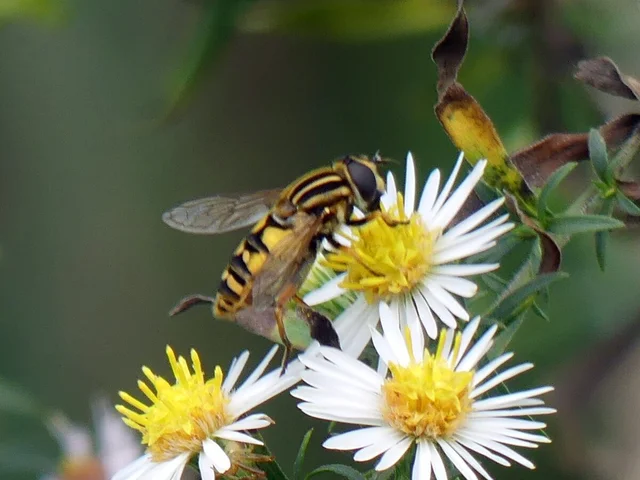 Helophilus pendulus - közönséges mocsárilégy