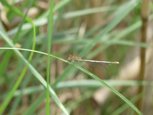 Platycnemis pennipes - széleslábú szitakötő