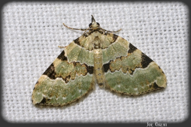Colostygia pectinataria - zöld levélaraszoló