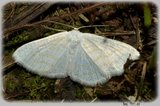 Scopula caricaria - mocsári fehéraraszoló