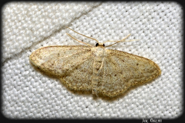Idaea seriata - szürke apróaraszoló