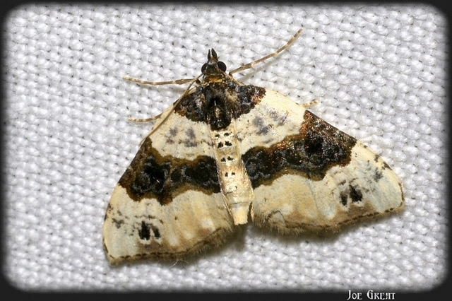Cosmorhoe ocellata - szemes galajaraszoló