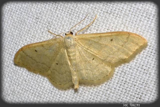 Idaea straminata - szalmasárga sávosaraszoló