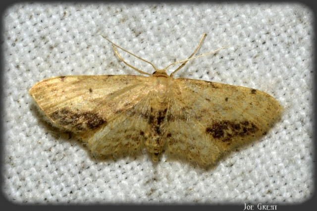 Idaea dimidiata - gyakori apróaraszoló