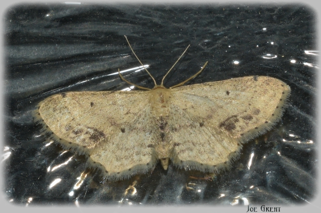 Idaea dimidiata - gyakori apróaraszoló