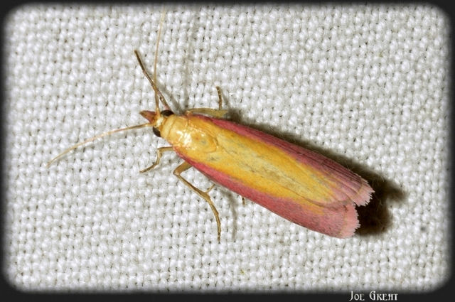 Oncocera semirubella - lucernamoly