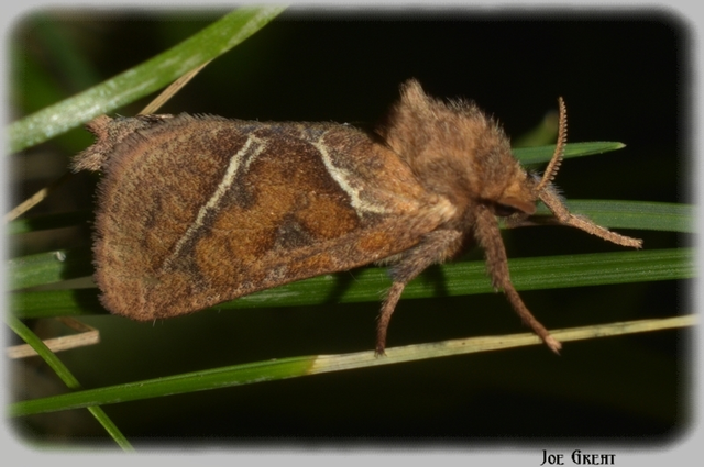 Triodia sylvina - kis gyökérrágólepke