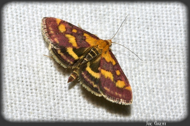 Pyrausta purpuralis - közönséges bíbormoly