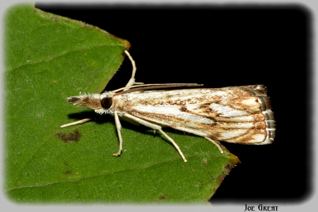 Catoptria falsella - hálós fűgyökérmoly