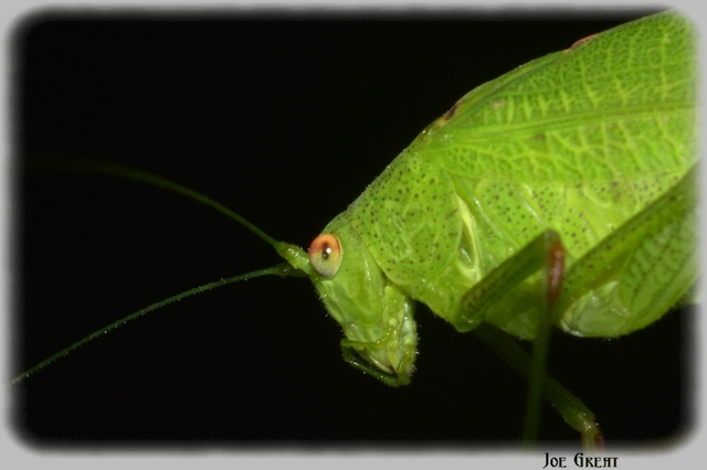 Phaneroptera nana - pontozott repülőszöcske