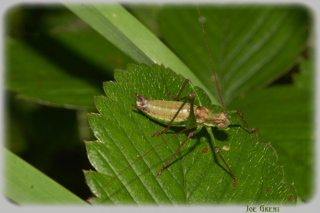 Leptophyes albovittata - közönséges virágszöcske