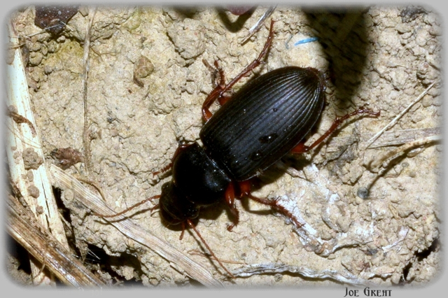 Harpalus rufipes - nagy selymesfutó