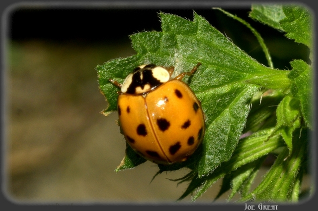 Harmonia axyridis - harlekinkatica