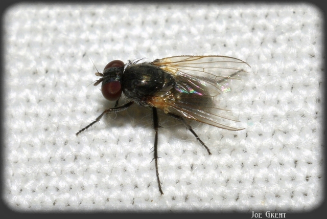 Diptera - Kétszárnyúak