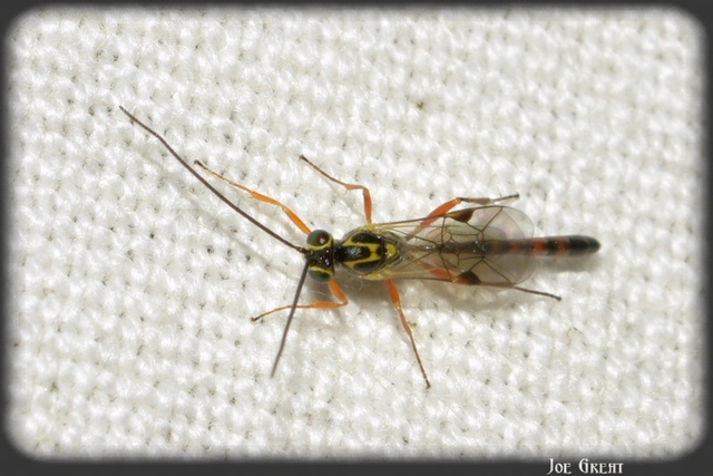 Hymenoptera - Hártyásszárnyúak
