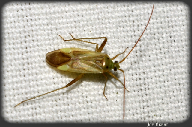 Adelphocoris lineolatus - lucernapoloska