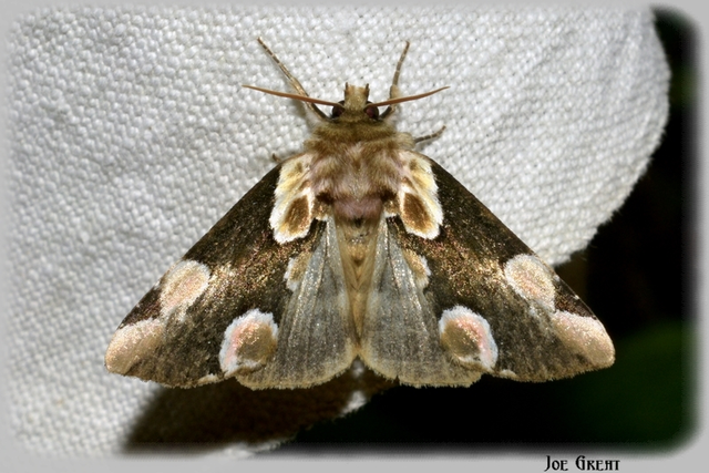 Thyatira batis - rózsafoltos pihésszövő Thyatira batis - rózsafoltos pihésszövő