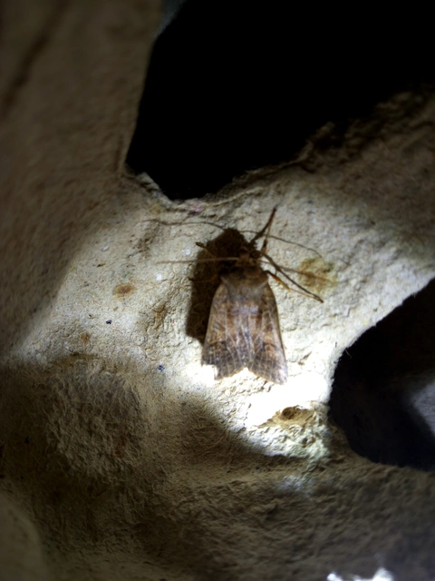 Anchoscelis nitida - rozsdabarna őszibagoly