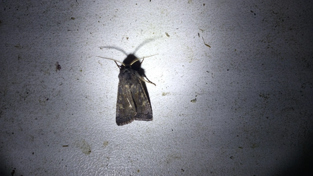 Aporophyla lutulenta - sziki őszibagoly