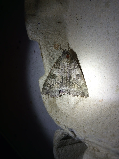 Catocala nupta - piros övesbagoly