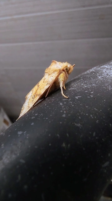 Tiliacea sulphurago - kénes sárgabagoly