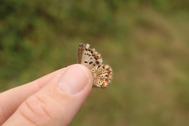 Polyommatus coridon - ezüstkék boglárka