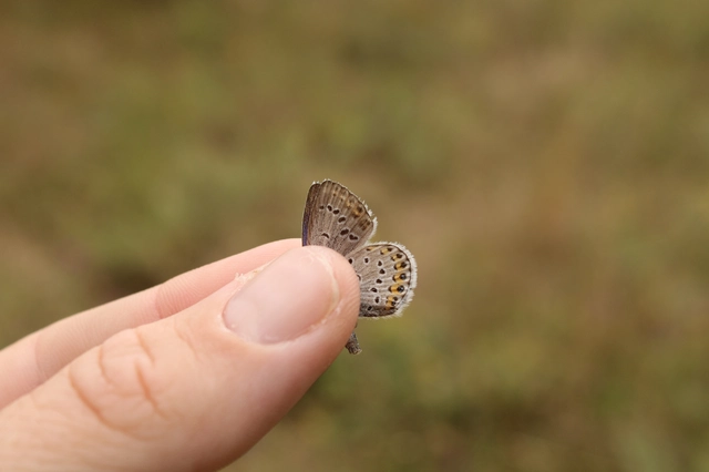 Plebejus argyrognomon - tintakék boglárka