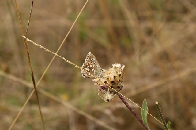 Polyommatus coridon - ezüstkék boglárka