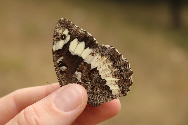 Brintesia circe - fehéröves szemeslepke