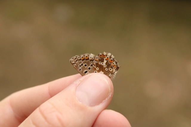 Polyommatus coridon - ezüstkék boglárka