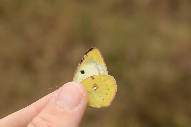 Colias alfacariensis - déli kéneslepke