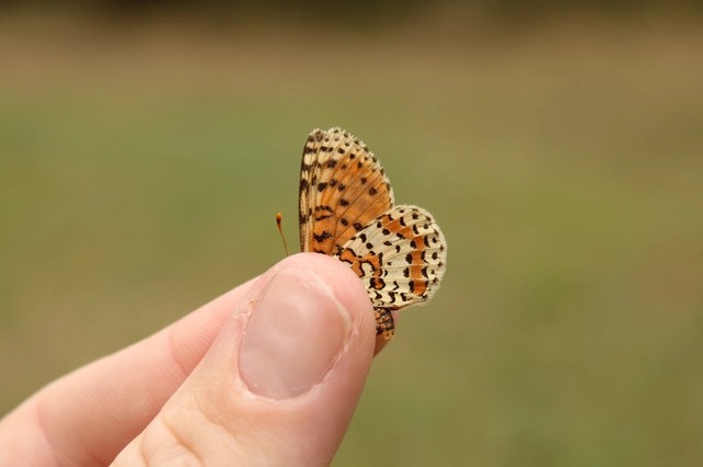 Melitaea didyma - tüzes tarkalepke